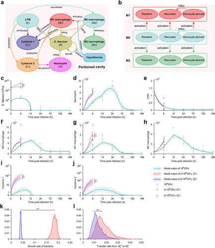 Figure 6. Mathematical model revealed the interaction of immune cells and E. faecium in the peritoneal cavity. (a) Model schematic. E. faecium can grow exponentially in the absence of immune cells. It can be eliminated by LPM, M0, M1, and neutrophils. M0 macrophages can differentiate into M1 and M2 macrophages. M0, M1, and LPM secrete cytokines to recruit macrophages and neutrophils. (b) The interactions among macrophages from different source. Monocyte-derived macrophages can influx to recruited population. Model estimates of E. faecium (c), neutrophils (d), LPMs (e), M0 macrophages (f), M1 macrophages (g), M2 macrophages (h), cytokine 1 (i), cytokine 2 (j). The two key parameters determining the beneficial effects of hypothermia is growth rate of bacteria (k) and transfer rate from M0 to M1 in recruited macrophages. Cytokine 1: cytokines for macrophage recruitment. Cytokine 2: cytokines for neutrophil recruitment. LPM, large peritoneal macrophage. ***: P < 0.001.