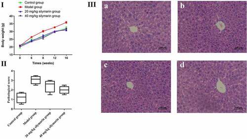 Figure 8. Effects of silymarin on mice body weights and histopathological changes.