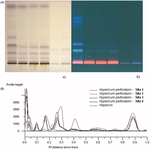 Figure 2. (A) HPTLC analysis focused on hyperforin and related products. Mobile phase: toluene, CH2Cl2 (4:2); derivatization: Godin reagent. Visualization: plate a white light, plate b 366 nm. Tracks: 1–4 the four extracts of H. perforatum; (B) densitometric analysis of plate A.