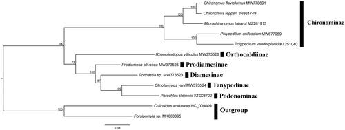 Figure 1. Phylogenetic tree of ten Chironomidae species based on the concatenated dataset of 13 PCGs using the maximum-likelihood (ML) method. The alphanumeric terms following species names indicate the GenBank accession numbers.