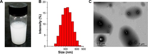 Figure 7 Characterization of lactoferrin-conjugated poly(aminoethyl ethylene phosphate)/poly(L-lactide) nanobubbles: (A) appearance, (B) size distribution, and (C) transmission electron microscopy images.