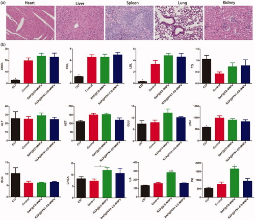 Figure 7. Toxicity assessment of RAP@PFN1-CD-MNPs. (a) Histological analysis of the major organs in ApoE−/− mice treated with the nanomedicine for 2 months. (b) Haematological analysis of the control and treatment groups of ApoE−/− mice (*p < .05, ***p < .001).