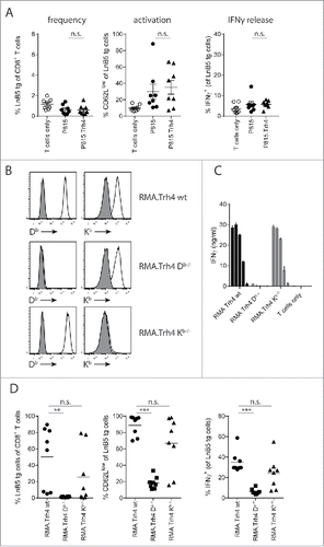 Figure 2. TEIPP T cell activation is mediated by direct priming on tumor cells. Mice received naïve LnB5 tg T cells and were injected with irradiated tumor cells. (A) Analysis of phenotype of T cells in blood of mice injected with allogeneic P815 or P815.Trh4 cells, five days after the second injection. IFNγ production by TEIPP T cells was measured by overnight stimulation with short Trh4 peptide. Data pooled from two independent experiments, with 4 mice per group, shown as mean and SEM. (B) Expression of H2-Db and H2-Kb molecules on RMA.Trh4 cells generated by Crispr/CAS9 technology: wildtype (wt), Db-/− or Kb-/− cells. Plots representative for at least two experiments. (C) IFNγ release by the LnB5 T cell clone upon in vitro co-culture with the decreasing amounts of cells from the RMA.Trh4 cell panel. Data shown as mean and SD, from one of two experiments with comparable results. (D) Naïve LnB5 tg T cells were transferred to recipient mice that were then injected twice with irradiated RMA.Trh4, RMA.Trh4 Db-/− or RMA.Trh4 Kb-/− cells. LnB5 T cell activation was measured in blood after the second injection. IFNγ production by TEIPP T cells in blood, upon overnight stimulation with short Trh4 peptide. Data pooled from two independent experiments, with 4 mice per group, shown as mean and SEM. Student T-test: n.s. = not significant, **P < 0.01, ***P < 0.001.