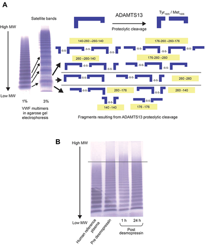 Figure 3 Multimeric analysis of plasma samples from healthy volunteers. (A) In the plasma of healthy human donors, normal VWF fragments are produced by ADAMTS13 proteolysis (representative sodium dodecyl sulfate–agarose gel shown). The schematic shows that cleavage at Tyr1605/Met1606 generates fragments linked via disulfide bonds with different sizes/MWs relative to the central band of each multimer and the corresponding satellite bands. (B) Representative gel showing VWF multimers from the plasma of a desmopressin-treated healthy volunteer versus a pretreatment plasma sample and a human reference plasma pool.