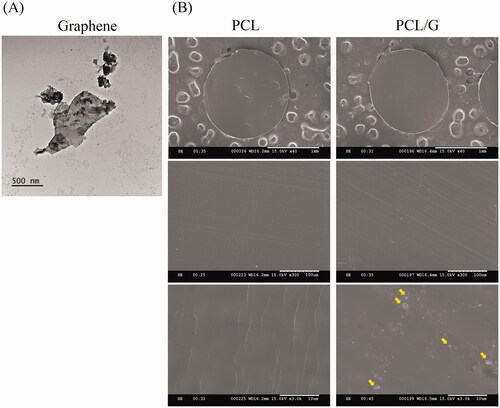 Figure 1. (A) Morphology of graphene nanomaterial in a TEM image; (B) Morphology of a PCL and PCL/G filament cross-section; yellow arrows: graphene nanomaterials in PCL/G.