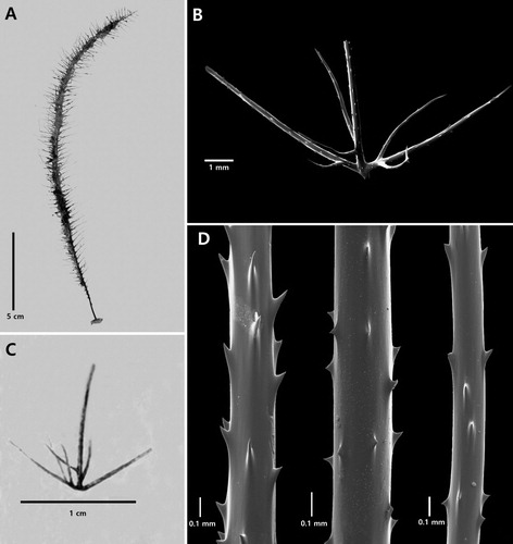 Figure 15. Heteropathes intricata n. sp., holotype NIWA 19924: A, corallum; B, anterior primary pinnule and subpinnules; C, anterior primary pinnule and subpinnules; D, sections of posterolateral primary (left), anterolateral primary (centre), and secondary (right) pinnule (B–D from schizoholotype, USNM 1527056/SEM stub 470).