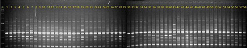 Figure 3. The DNA amplification pattern of 58 Coffea canephora germplasm accession screened using SCoT 29 primer Lane L: 1Kb+ DNA Ladder, Lanes 1 to 58: Confirms to R1 to R58 canephora accessions