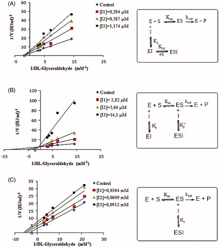 Figure 5. A: Lineweaver–Burk graph and inhibition mechanism of tannic acid using three different tannic acid concentrations for determination of Ki and inhibition type. B: Lineweaver–Burk graph and inhibition mechanism of chlorogenic acid using three different chlorogenic acid concentrations for determination of Ki and inhibition type. C: Lineweaver–Burk graph and inhibition mechanism of p-coumaric acid using three different p-coumaric acid concentrations for determination of Ki and inhibition type.