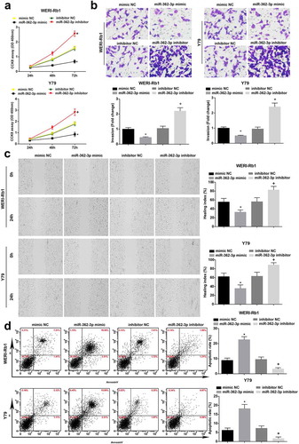 Figure 2. Up-regulating miR-362-3p restrains cell progression in RB. (a), Comparison of proliferative capacity of WERI-Rb1 and Y79 cells by CCK-8 assay. (b), Comparison of invasive ability of WRI-Rb1 and Y79 cells by Transwell assay. (c), Comparison of migration ability of WERI-Rb1 and Y79 cells by scratch test. (d), Analysis of apoptosis rate of WRI-Rb1 and Y79 cells by flow cytometry. * P < 0.05 vs. mimic NC group. + P < 0.05 vs. inhibitor NC group. N = 3. Measurement data were depicted as mean ± standard deviation, comparisons among multiple groups were assessed by one-way ANOVA followed with Tukey’s post hoc test