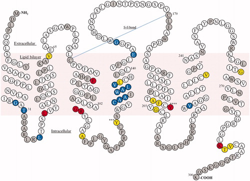 Figure 1. Snake plot of the amino acid sequence of human GPR40 showing the thermostabilized sites. Blue, increase (%) in activity in the fasiglifam-binding condition (G29, T31, L38, C127, A128, A129, W131, A132, L133, V134, E145, G149 and V225); yellow, increase (%) in activity in the compound-free condition (V64, A109, Y122, L135, A199, F200, G204, V237, G265, T286 and V287); red, increase (%) in activity in both conditions (L42, F88, G103, R104, Y202 and K285); gray, not tested or fasiglifam binding signal for the mutant <25% of the signal for the wild-type; *binding signal of fasiglifam not determined for both tyrosine-to-alanine and tyrosine-to-phenylalanine mutants; **binding signal of fasiglifam not determined for tyrosine-to-alanine mutant but determined for tyrosine-to-phenylalanine mutant; ***increase (%) in activity for tyrosine-to-phenylalanine mutant; ****increase (%) in activity for both tyrosine-to-alanine and tyrosine-to-phenylalanine mutants.