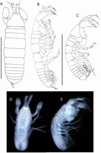 Figure 13. Pseudotanais rapunzelae sp. nov., female holotype, (a, c), dorsal; (b, d), lateral; male, (c), lateral. Scale lines = 1 mm