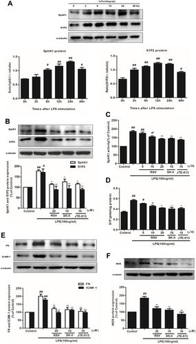 Figure 3 Effects of RSV on SphK1/S1P2 pathway in LPS-induced RMCs’ proliferation. RMCs were treated with the same method as above. (A) RMCs were stimulated by LPS (100 ng/mL) for different periods of time, from 0~48 h, and then the expression of SphK1 and S1P2 was measured by Western blot. (B) RMCs were stimulated with LPS for 24 h with or without RSV at 20 μM, SK-II or JTE-013. Then the expression of SphK1 and S1P2 were examined. (C and D) SphK1 activity and S1P content were measured in LPS-induced RMCs for 24 h with or without different concentrations of RSV, SK-II or JTE-013 by SphK activity assay kit and ELISA kit, respectively. (E) RMCs were stimulated with LPS for 24 h with or without RSV at 20 μM, SK-II or JTE-013. Then FN and ICAM-1 expression were examined. (F) RMCs were stimulated with LPS for 12 h with or without RSV at 20 μM, SK-II or JTE-013. Then iNOS expression was examined. Experiments were performed in triplicate with similar results. Data are means ± SEM. #P<0.05 vs Control, ##P<0.01 vs Control; *P<0.05 vs LPS-treated group, **P <0.01 vs LPS-treated group.