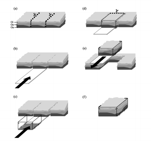 Figure 1  Procedure for sampling the undisturbed O horizon: (a) Cut O horizon into a 30-cm wide section; (b) insert acrylic board into the boundary of the Oa and E horizons; (c) and (d) move the O horizon sample into the sampling container; (e) remove acrylic board from the container; (f) transport the sample in the container to the laboratory and set in the elution device.