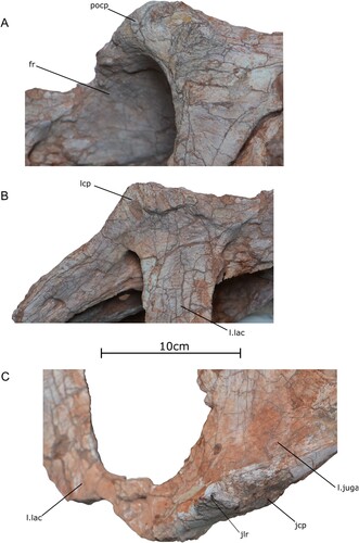 FIGURE 6. Cranial ornaments of the holotype specimen of Qianzhousaurus sinensis (GM F10004). A, photograph of left postorbital cornual process in left lateral view; B, photograph of left lacrimal cornual process in left lateral view; C, photograph of left jugal cornual process and lateral rugosity in left lateral view. Abbreviations: fr, frontals; jcp, jugal cornual process; jlr, jugal lateral rugosity; l. jugal, left jugal; l. lac, left lacrimal; lcp, lacrimal cornual process; pocp, postorbital cornual process.