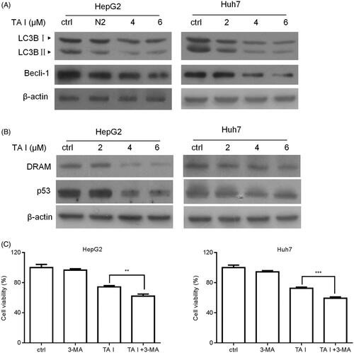 Figure 4. TA I promotes apoptosis in HepG2 and Huh7 cells by inhibiting autophagy through suppressing the p53/DRAM signaling pathway. (A) HepG2 and Huh7 cells were treated with TA I (0, 2, 4, and 6 μM) for 12 h, and the protein expression levels of LC3B and beclin-1 were detected by western blot. (B) HepG2 and Huh7 cells were treated with TA I (0, 2, 4, and 6 μM) for 12 h, and the protein expression levels of p53 and DRAM were detected by western blot. (C) HepG2 and Huh7 cells were pre-treated with 3-MA (2 mM) for 1 h, and then incubated with TA I (4 µM) for 24 h. Cell viability was examined by CCK-8 assay. **p < .01, ***p < .001. TA: tanshinone; DRAM: damage-regulated autophagy modulator; 3-MA: 3-methyladenine; CCK-8: cell counting Kit-8.