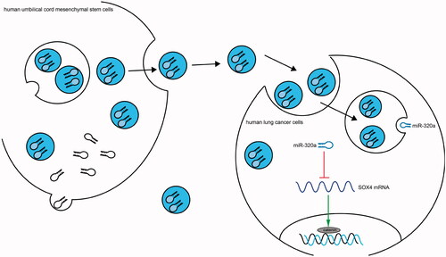 Figure 8. Schematic diagram summarizes the miR‐320a-containing exosomes/SOX4/Wnt/β-catenin axis and its functions in lung cancer. HUCMSCs-derived exosomes block the Wnt/β-catenin pathway and therefore inhibit cell growth and aggressiveness by transferring miR-320a to inhibit SOX4 expression in lung cancer.