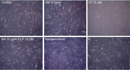Figure S1 Representative microphotographs of MRC-5 cells exposed to AN (10 ppm), LP (12 μM), AN+LP (10 ppm, 12 μM), nanoemulsion (AN 0.16 ppm + LP 0.4 μM), and blank E (1.4 μL).Notes: Magnification: 200×; scale bar: 50 μm.Abbreviations: AN, gold nanoparticles; LP, lycopene; E, emulsion.