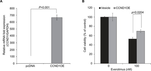 Figure 4 CCND1 overexpression induces everolimus resistance in HSC-1 cells.Notes: (A) qRT-PCR analysis of exogenous CCND1 expression. (B) Cell viability in control and CCND1-overexpressing cells following treatment with 100 nM of everolimus.Abbreviation: qRT-PCR, quantitative real-time PCR.