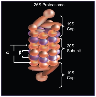 Figure 1A Structure of 26S proteasome: the 26S proteasome is formed when the 20S catalytic core is capped by 19S regulatory subunits at both ends in an ATP dependent fashion.