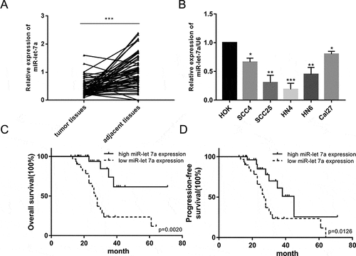 Figure 1. Down-regulated expression of miR-let-7a in OSCC tissues and OSCC cell lines. (a) The relative expression of miR-let-7a in 60 paired OSCC tissues and adjacent normal tissues were detected by miRNA RT-PCR. (b) Expression of miR-let-7a in OSCC cell lines and the human normal oral keratinocytes (HOK) cell line were detected by miRNA RT-PCR. (*P < 0.05, **P < 0.01, ***P < 0.001) (c, d) Overall survival and progression-free survival curves were compared between OSCC patients with low expression level of miR-let-7a and those with high level of miR-let-7a. All assays in this part were performed in triplicates.