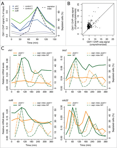 Figure 1. Cbf11 regulates gene expression in an apparently cell-cycle phase-specific manner after cdc25–22 block-release. (A) Timecourse ChIP analysis of Cbf11 binding to cut6, vht1 and bio2 promoters and control unbound loci in cells synchronized in late G2 by cdc25–22 block-release. S phase coincides with division septum formation (see ‘septation index’). Results representative of 2 independent experiments are shown. (B) Comparison of normalized Cbf11 ChIP-seq signal (area under ChIP-seq peak) from unsynchronizedCitation26 and S-phase/cytokinesis cells synchronized by cdc25–22 block-release. Pooled data from 2 independent experiments are shown. (C) Timecourse RT-qPCR analysis of cut6, vht1 and bio2 mRNA levels in wild-type and Δcbf11 cells synchronized by cdc25–22 block-release. The cdc22 gene is a positive control, peaking at the G1/S boundary.Citation32 Results representative of 2 independent experiments are shown.