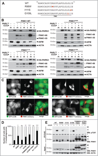 Figure 6. PD-associated PINK1 TM domain mutants show altered activity. (A) TM domain (TMD) sequences of PINK1 WT, PINK1R98W, PINK1I111S, and PINK1G109L are shown. Mutated residues are highlighted in red. (B) PARL cleavage deficient mutants PINK1R98W and PINK1G109L trigger mitochondrial PARK2 recruitment without dissipation of the membrane potential, whereas PINK1 WT and PINK1I111S require uncoupling of the membrane potential (+CCCP). HA-PARK2 was transfected in inducible stable cell lines expressing the indicated PINK1 constructs. As control, cells were cotransfected with human PARLS277A-GFP or treated with CCCP in order to trap the PINK1 precursor in the inner or outer membrane, respectively. m, mitochondrial fraction; c, cytosol. (C) Expression of PINK1R98W led to formation of autophagosomes, whereas expression of PINK1 WT and PINK1I111S did not. Autophagy induction was determined in the GFP-LC3B expressing stable cell line transiently expressing mCherry-tagged PINK1 constructs as indicated. As control, cells expressing PINK1 WT were treated with CCCP for 3 h. Scale bars: 10 μm. (D) Quantification of experiments shown in (C) and Figure S6B reveals number of cells with more than 3 autophagosomes formed. As control, CCCP was applied for cells harboring PINK1 WT. Per sample 100 cells were analyzed (means ±SEM, n = 3 ). Significant changes versus PINK1 WT are indicated (*P < 0.05; **P < 0.01; ***P < 0.001; Student t test); ns, nonsignificant. (E) PINK1 TM domain mutations impair PINK1 autophosphorylation at Thr257 as assessed by immunoprecipitation (IP) and western blot (WB) analysis.
