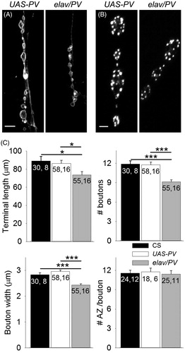 Figure 5. Expression of PV reduced terminal size. (A) Images of muscle fiber 5 motor terminals from UAS-PV and elav/PV larvae visualized with anti-HRP staining. Calibration: 10 µm. (B) Active zones were identified in synaptic boutons using anti-Bruchpilot staining. Calibration: 2 µm. (C) Morphological features of the terminals were compared including terminal length, number of boutons per terminal, bouton width, and the number of active zones (AZ) per bouton. elav/PV was compared to UAS-PV and CS using a one-way ANOVA with a post hoc Bonferroni t-test; *p < .05; ***p < .001.