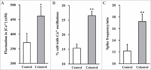FIGURE 5. Celastrol enhances calcium fluctuation. Following 2 weeks of neuronal differentiation of mouse inner ear stem cells in the presence or absence of 2 μM Celastrol, changes in Ca2+ concentration (A), % cells with Ca2+ oscillations (B) and spike frequency (C) were measured. Values were shown as mean + SD. **p < 0.01, compared to 0 μM Celastrol control.
