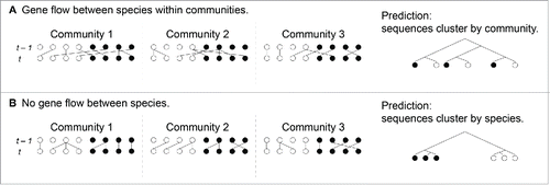 Figure 3. Different rates of gene flow at different loci causes effective population size to vary at these loci, in turn affecting gene tree coalescence times without changing tree topology for genes co-occurring in the same genome. A) Gene flow at this locus occurs between species within communities, increasing the effective population size of this locus. In this case, communities cluster in the gene tree. B) Gene flow does not occur between species at this second locus. The effective population size at this locus is the population size of the species in which it is found. In this case, species cluster in the gene tree.