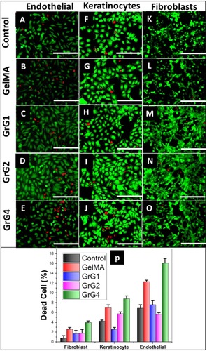 Figure 4 (A–E) Cell viability (Live/Dead assay) on Endothelial cells, (F–J) 3T3 fibroblast cells and (K–O) HaCat keratinocyte cells for control, blank GelMA hydrogel, 0.001 wt% rGO loaded GelMA hydrogel (GrG1), 0.002 wt% rGO loaded GelMA hydrogel (GrG2) and 0.004 wt% rGO loaded GelMA hydrogel (GrG4) respectively. Green channel depicts live cells, while red channels depict dead cells. (P) Quantitative comparison of the percentage of dead cells. The scale bar at the right lower corner is 1000 µm.