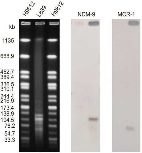 Figure 1 S1-PFGE pattern for E. coli L889 and Southern blot analysis indicating the blaNDM-9-and mcr-1-carrying plasmids. Lane marker, Salmonella serotype Braenderup strain H9812 as a reference size standard; L889, PFGE result of S1-digested plasmid DNA of strain E. coli L889; NDM-9, Southern blotting of L889 with the probes specific to the blaNDM-9; MCR-1, Southern blotting of L889 with the probes specific to the mcr-1.