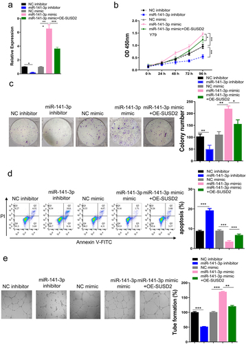 Figure 5. miR-141-3p promotes proliferation and suppresses apoptosis of retinoblastoma cells, as well as promotes angiogenesis of endothelial cells by targeting SUSD2 in vitro. (a) After successful knockdown of miR-141-3p with miR-141-3p inhibitor, overexpression of miR-141-3p using miR-141-3p mimic with or without SUSD2 overexpression using OE-SUSD2 in Y79 cells, (b) viability, (c) colony proliferation, and (d) apoptosis of Y79 cells. (e) Tube formation ability of HUVECs after culture with conditioned medium of Y79 cells. **P < 0.01 and ***P < 0.001.