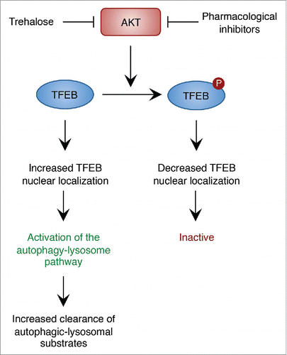 Figure 1. AKT modulates the autophagy-lysosome pathway via TFEB. Phosphorylation of TFEB by AKT decreases nuclear TFEB. Inhibition of AKT activity using pharmacological inhibitors or trehalose promotes nuclear translocation of TFEB and activation of the autophagy-lysosome pathway and enhances the clearance of autophagic and lysosomal substrates.