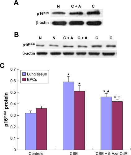 Figure 8 Expression of p16Ink4a protein in lung tissue (A) and EPCs (B). (C) p16Ink4a protein-expression comparison.