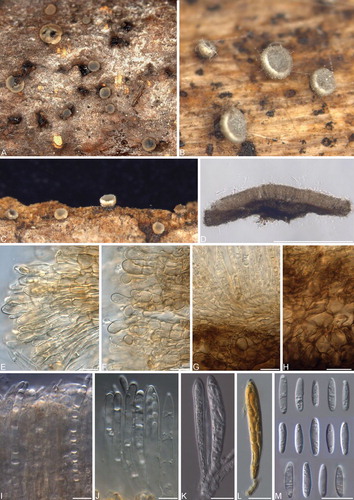 Fig. 5 Phialocephala piceae. A–C. Apothecia erumpent on fallen decaying Acer saccharum branches. D. Vertical section of apothecium. E–F. Marginal cells. G. Vertical section showing ectal and medullary excipulum. H. Ectal excipulum cells. I–J. Paraphyses displaying refractive vacuole bodies. K. Immature asci. L. Ascus with hemiamyloid tip in Lugol’s solution after KOH pretreatment. M. Ascospores. Bars: D = 500 μm, E–M = 10 μm.