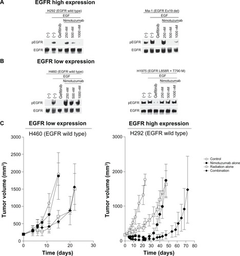 Figure 2 Effects of nimotuzumab on EGFR phosphorylation in NSCLC cells in vitro and on the response of NSCLC cells to radiation in vivo. (A and B) Effect of nimotuzumab on EGFR phosphorylation in NSCLC cells. H292 and Ma-1 cells (both of which express EGFR at a high level) (A) as well as H460 and H1975 cells (both of which express EGFR at a low level) (B) were deprived of serum overnight and then incubated first for 15 minutes in the absence or presence of gefitinib (10 µM) or the indicated concentrations of nimotuzumab and then for an additional 15 minutes in the additional absence or presence of EGF (100 ng/mL). Cell lysates were then subjected to immunoblot analysis with antibodies to the Tyr1068-phosphorylated form of EGFR (pEGFR) or to total EGFR. H292 and H460 cells possess wild-type EGFR alleles, whereas Ma-1 cells harbor a deletion in exon 19 (Ex19 del) of EGFR and H1975 cells harbor both L858R and T790M mutations in EGFR. (C) Effect of nimotuzumab on the response of NSCLC cells to radiation. H460 and H292 cells were injected subcutaneously into athymic nude mice. Treatment was initiated when tumors in each group achieved an average volume of ~170–200 mm3. Mice were treated with a single dose of nimotuzumab (1.0 mg per mouse) intraperitoneally, a single dose of γ-radiation (10 Gy), or neither (control) or both modalities, and tumor volume was determined at the indicated times thereafter.Copyright (1997), with permission from Elsevier.