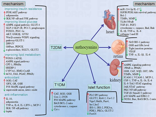 Figure 2. The mechanism of health benefits of anthocyanins on diabetes mellitus and pancreatic islets.NF-κB: nuclear factor kappa-B; cJNK: c-Jun N-terminal kinase; AMPK: AMP-activated protein kinase; GLP-1: Glucagon-like peptide-1; PC1/3: prohormone convertase 1/3; FoxO1: forkhead box O1; PGC-1α: Peroxisome proliferator-activated receptor gamma coactivator 1-alpha; GSK3β: Glycogen Synthase Kinase 3β; GYS2: Glycogen Synthase 2; G6Pase: glucose 6-phosphatase; PEPCK: Phosphoenolpyruvate carboxykinase; ATGL: Adipose triglyceride lipase; CPT-1: Carnitine palmitoyl transferase I; PPAR: peroxisome proliferator-activated receptor; SREBP-1: sterol regulatory element binding protein; CYP7A1: Cytochrome P450 Family 7 Subfamily A Member 1; MMP: Matrix metalloproteinase; TIMP: Tissue matrix metalloproteinase; ICAM-1: leukocyte adhesion factors; VCAM-1: vascular cell adhesion molecule-1; Monocyte chemoattractant protein-1; Ngn3: neurogenin3; IRS: insulin receptor substrate; PIK3ca: phosphatidylinositol-4,5-bisphosphate 3-kinase catalytic subunit alpha; PDK1: Phosphoinositide-dependent kinase-1;