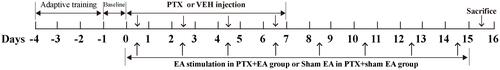 Figure 1 Schematic representation of the experimental procedure.Abbreviations: PTX, paclitaxel; VEH, vehicle; EA, electroacupuncture.