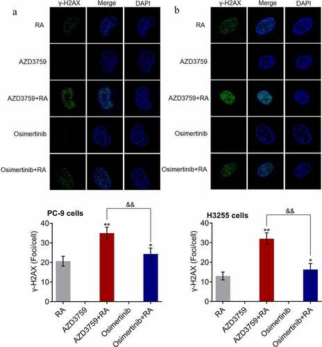Figure 3. AZD3759 enhances the RA-induced DNA damage in NSCLC cells. DNA damage in PC-9 cells (a) and H3255 cells (b) is evaluated using the γ-H2AX immunofluorescence assay (*p < 0.05 vs. RA, **p < 0.01 vs. RA, &&p < 0.01 vs. AZD3759 + RA). NSCLC, non-small cell lung cancer; RA, radiation.