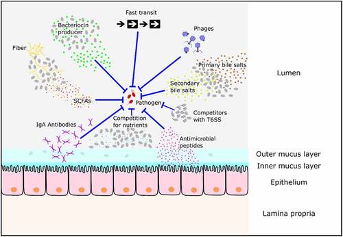 Figure 1. Known mechanisms inhibiting enteropathogen growth in the gut. The resident microbiota in the gut of mammals protects their host from pathogens via mechanisms including the production of short-chain fatty acids (SCFAs), the secretion of bacteriocins, the conversion of primary into secondary bile salts, and the competition for nutrients from the host diet. In addition, phages restrict the colonization of invading bacteria. Finally, a fast transit time makes it challenging for a pathogen to colonize the gut and intestinal epithelial cells (IECs) secrete antimicrobial peptides and IgA antibodies. It is not known if all of the mechanisms indicated are relevant to every enteropathogen.