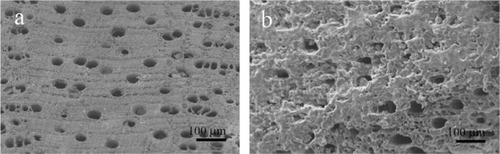 Figure 6 Scanning electron microscopy image of wood silicon carbide. Transversal cross-sectioned sample A) before and B) after electrochemically assisted biomimetic hydroxyapatite/collagen surface deposition. Copyright (c) 2010, Wiley-VCH Verlag GmbH & Co. KGaA. Reproduced with permission from Lelli M, Foltran I, Foresti E, et al. Biomorphic silicon carbide coated with an electrodeposition of nanostructured hydroxyapatite/collagen as biomimetic bone filler and scaffold. Adv Eng Mater. 2010;12(8):B348–B355.