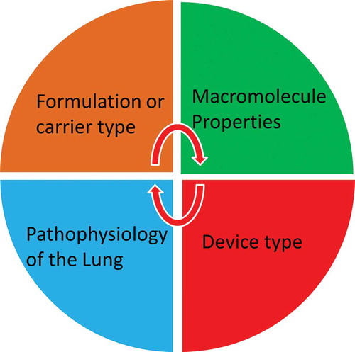 Figure 2. The interplay of factors for successful macromolecule delivery via inhalation.