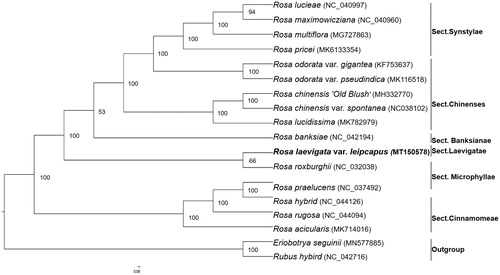 Figure 1. The maximum likelihood (ML) phylogenetic tree based on the complete chloroplast genome sequences of the 18 species from the Rosaceae family, with Eriobotrya seguinii and Rubus hybird as outgroups. The bootstrap support values were based on 1000 replicates.
