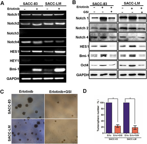 Figure 5 Inhibition of Notch activation with a GSI prevented erlotinib-induced stem cell-like properties in SACC cells. (A) RT-PCR was used to analyze Notch1, Notch2, Notch4, HES1 and Bmi-1 mRNA levels in SACC-83 and SACC-LM cells treated with 2 µM erlotinib for 3 days. (B) Western blotting was used to analyze Notch1, HES1, Bmi-1 and Oct4 protein levels in SACC-83 and SACCLM cells treated with 2 µM erlotinib or a combination of 2 µM erlotinib and a GSI (2 µM). (C) SACC-83 and SACC-LM cells were treated with 2 µM erlotinib or a combination of 2 µM erlotinib and a GSI (2 µM) for 3 days and subjected to a sphere-forming assay. (D) Tumorsphere formation (mean ± SD from 3 separate experiments) was measured in SACC-83 and SACC-LM cells treated with 2 µM erlotinib or a combination of 2 µM erlotinib and a GSI (2 µM) for 3 days. * means p<0.05.