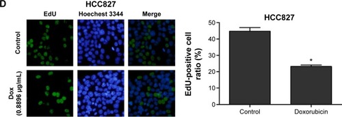 Figure 2 Measurement of cell proliferation in lung cancer cells.