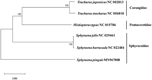 Figure 1. Phylogenetic relationship of Sphyraena pinguis among the fish in the order Perciformes: a phylogenetic tree with the complete mitochondrial genome in the order Perciformes displaying with Minimum Evolution (ME) algorithm with 1000 bootstrap replicates. The scientific name of each species along with its GenBank accession number is displayed.
