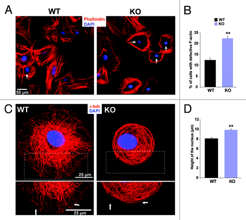 Figure 4. Nesprin-2 maintains actin fibers around the nucleus in fibroblasts. (A) WT fibroblasts and Nesprin-2 KO fibroblasts were stained for F-actin with TRITC Phalloidin. DAPI is used for staining the nucleus. The arrow points to an altered cytoskeleton. (B) Fibroblasts with altered actin fiber arrangement (arrows) were counted and calculated as percent of total fibroblasts. Seven-hundred seventy-seven WT and 991 Nesprin-2 KO cells were used for the analysis. KO fibroblasts showed a significantly higher number of cells with a defective actin cytoskeleton (*p < 0.0001). (C) The microtubule system is altered in Nesprin-2 KO fibroblasts. Cells were stained with mAb WA3 for α-tubulin. Arrows point to the organization of microtubules in the cell periphery. (D) The nuclear height is increased in Nesprin-2G deficient cells. DAPI was used to stain the nuclei. Ninety-six WT and 102 KO cells were analyzed (**p < 0.001).