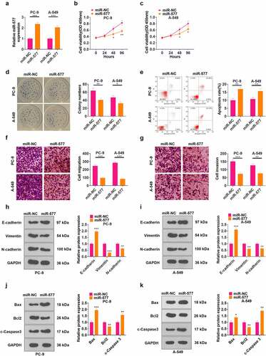 Figure 5. Transfection of miR-577 mimics significantly suppressed the progression of NSCLC. miR-577 mimics were transfected in PC-9 and A549 cell lines. A: The miR-577 profile was tested by qRT-PCR. B-C: The CCK-8 assay was implemented to examine cell proliferation after transfection with miR-577. D: Cell viability was measured by the cell colony formation assay. E: The apoptotic rate was analyzed by FCM. F-G: Transwell assay was applied to determine cell proliferation and invasion. H-I: The profiles of E-cadherin, Vimentin and N-cadherin were examined by WB. J-K: The protein profiles of Bcl2, Bax and Caspase3 were compared by WB. *P < 0.5, **P < 0.01, ***P < 0.001(vs.miR-NC group) N = 3