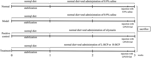 Figure 1 D-Gal/LPS-induced acute liver failure (ALF) model in mice.