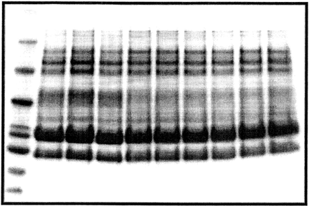 Figure 5. SDS-PAGE gel of commercial whey concentrate powders. Lane 1 is a molecular weight marker, lanes 2–4 are WPC86, lanes 5–7 are WPC74, and lanes 8–10 are WPC64.